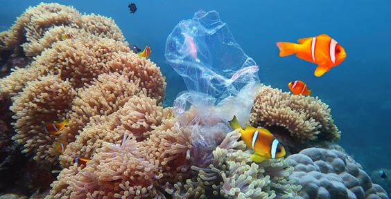 Schwimmender Verpackungsmüll im Ozean neben Clownfisch