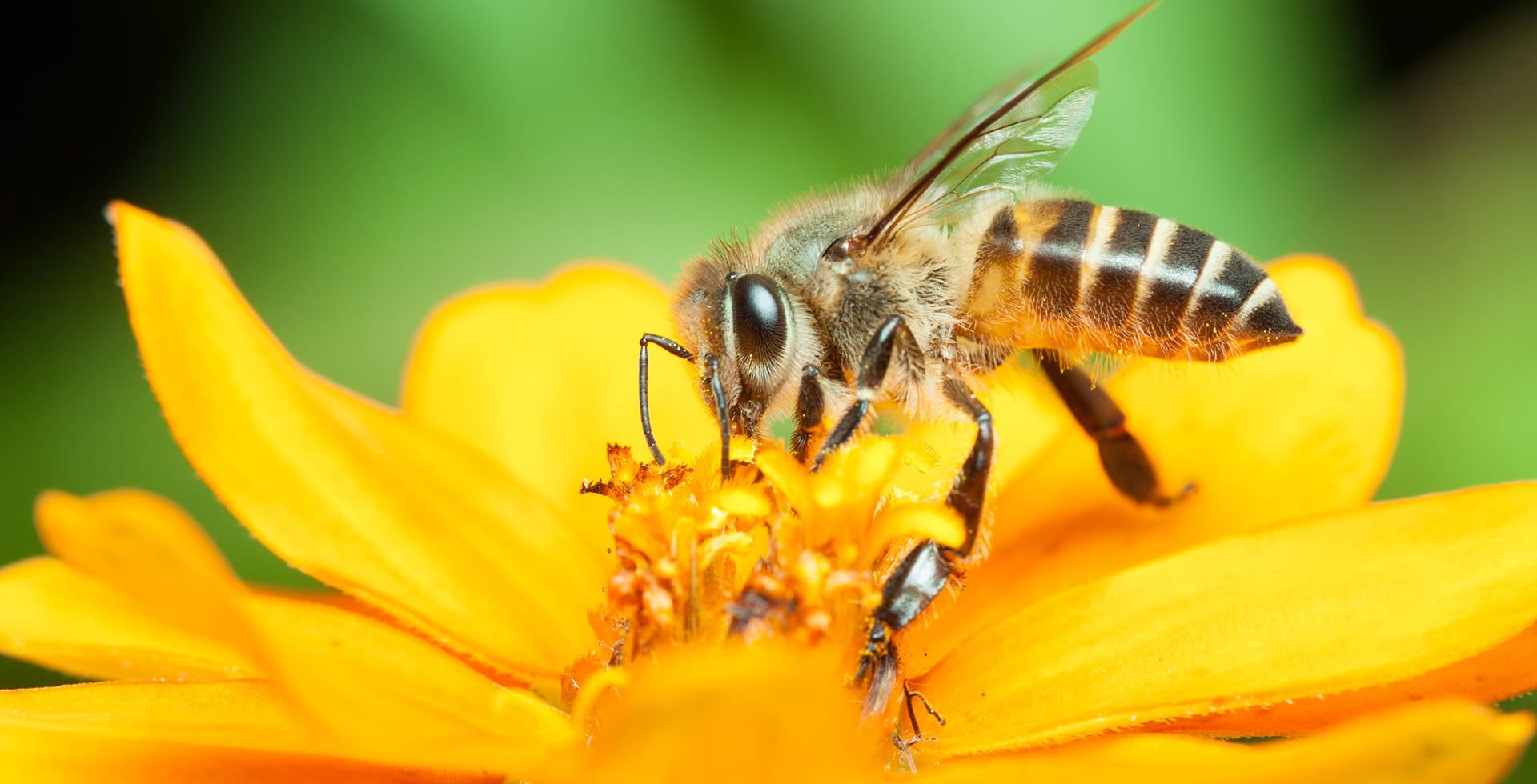 Wildbiene auf Blume – Biodiversität fördern