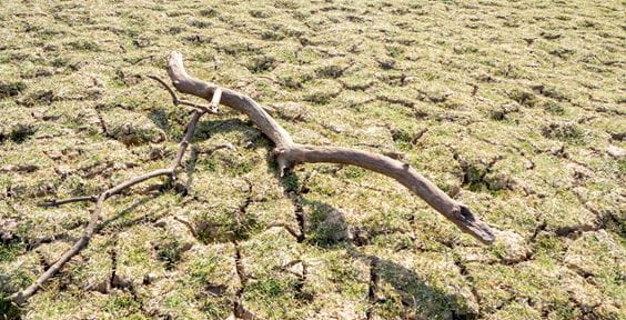 Verdorrter Ast auf vertrocknetem Boden – Grundwasser in Gefahr: Verschmutzt, verschwendet, vorbei?